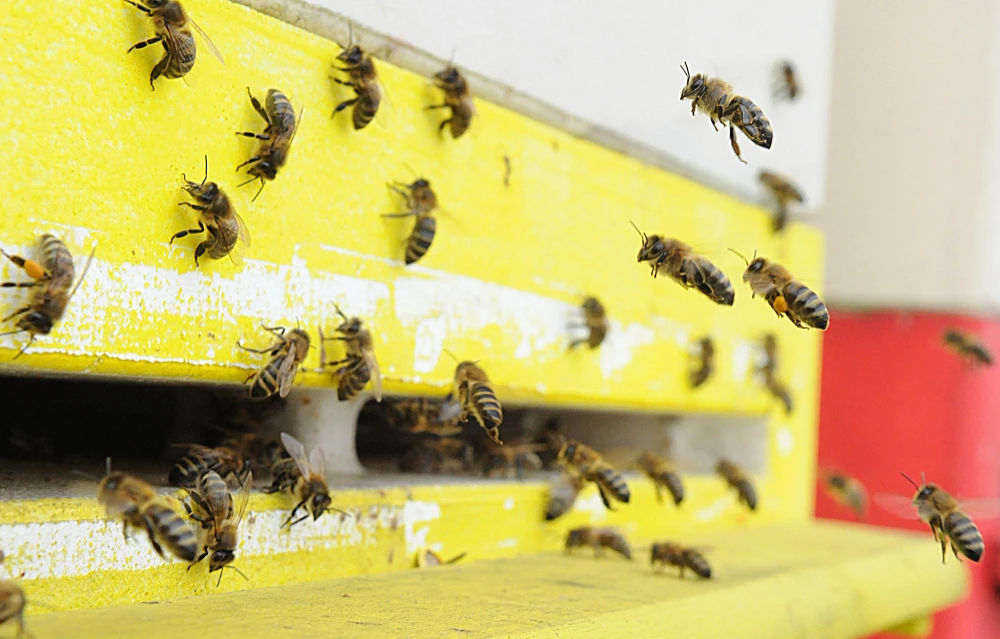 Controle de abelhas