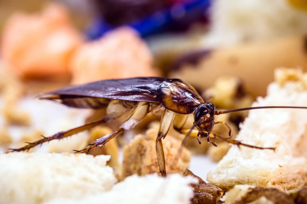 Dedetização de baratas francesinhas