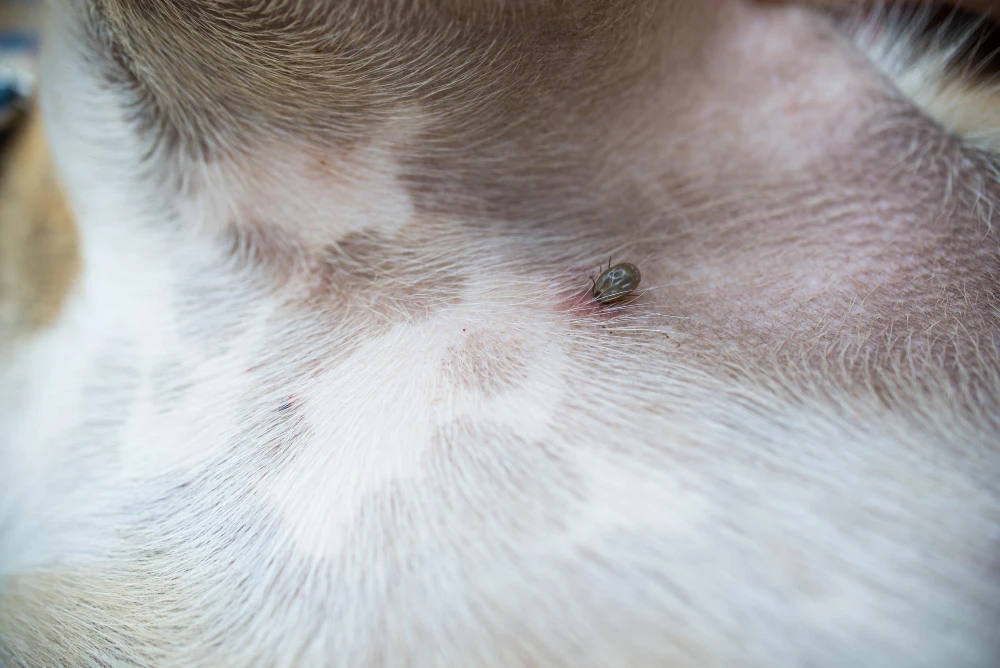 Dedetização de carrapato no Rio de Janeiro