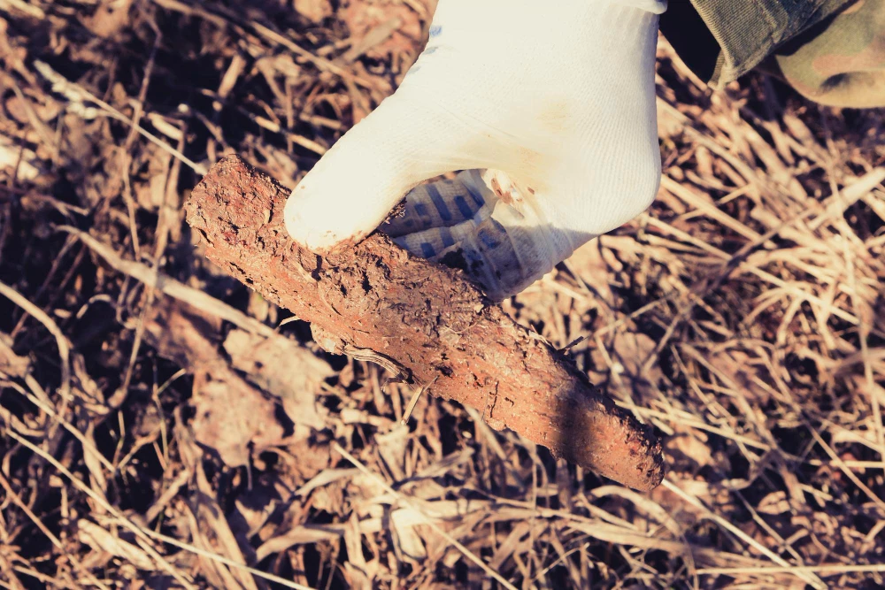 Dedetização de cupim de solo