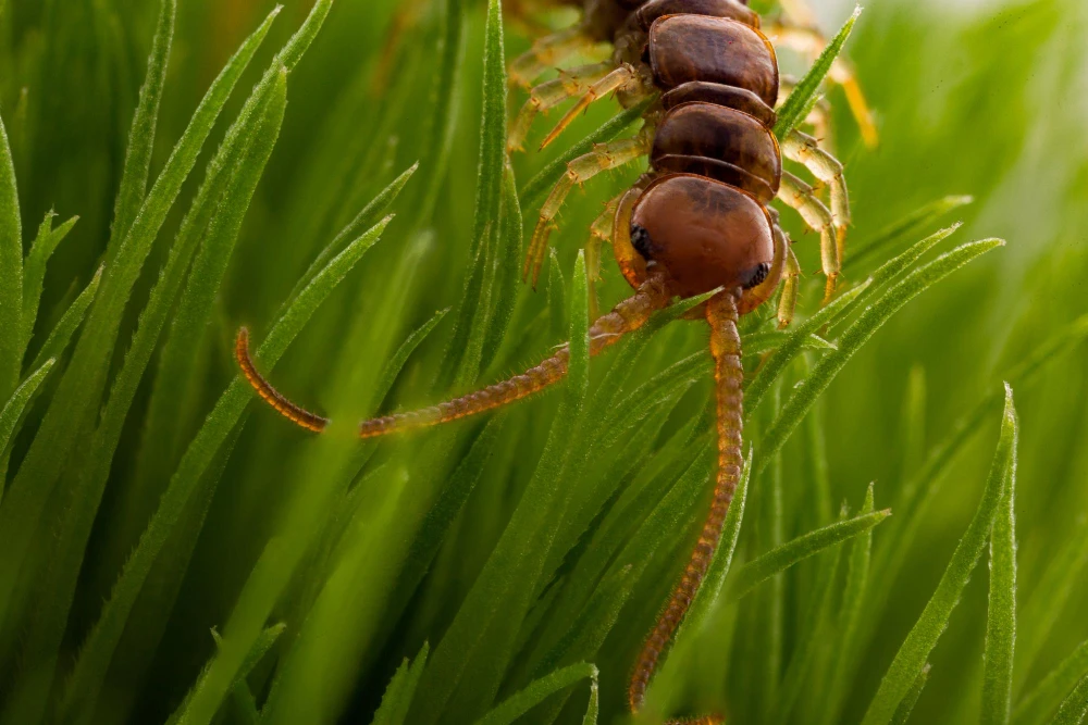 Dedetização de lacraia no rj