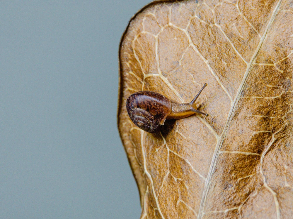 Dedetização de lesmas no rj