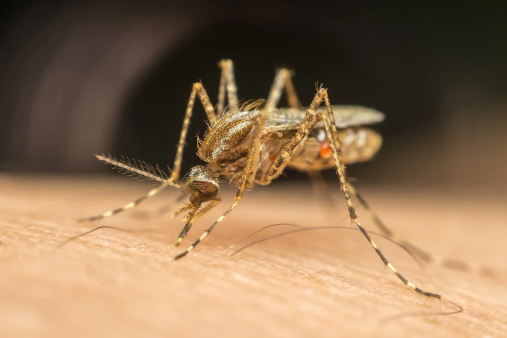 Dedetização de mosquito no Rio de Janeiro