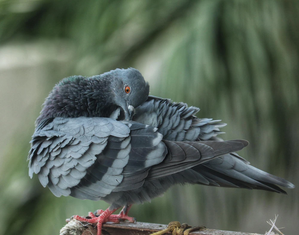 Dedetização de piolho de pombo rj