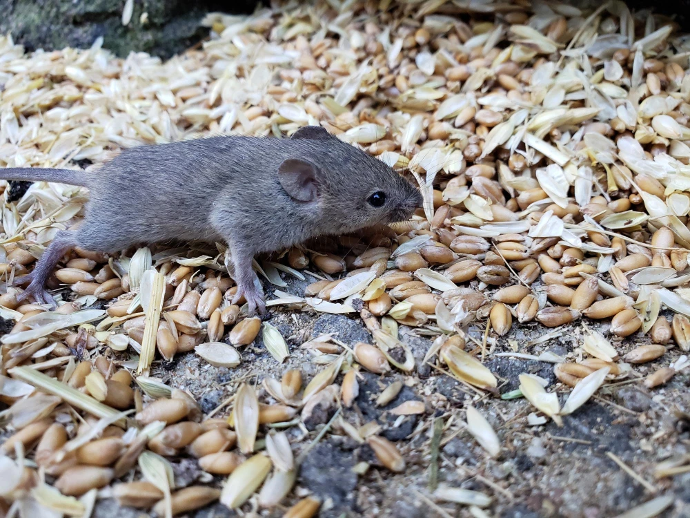 Dedetização de ratos