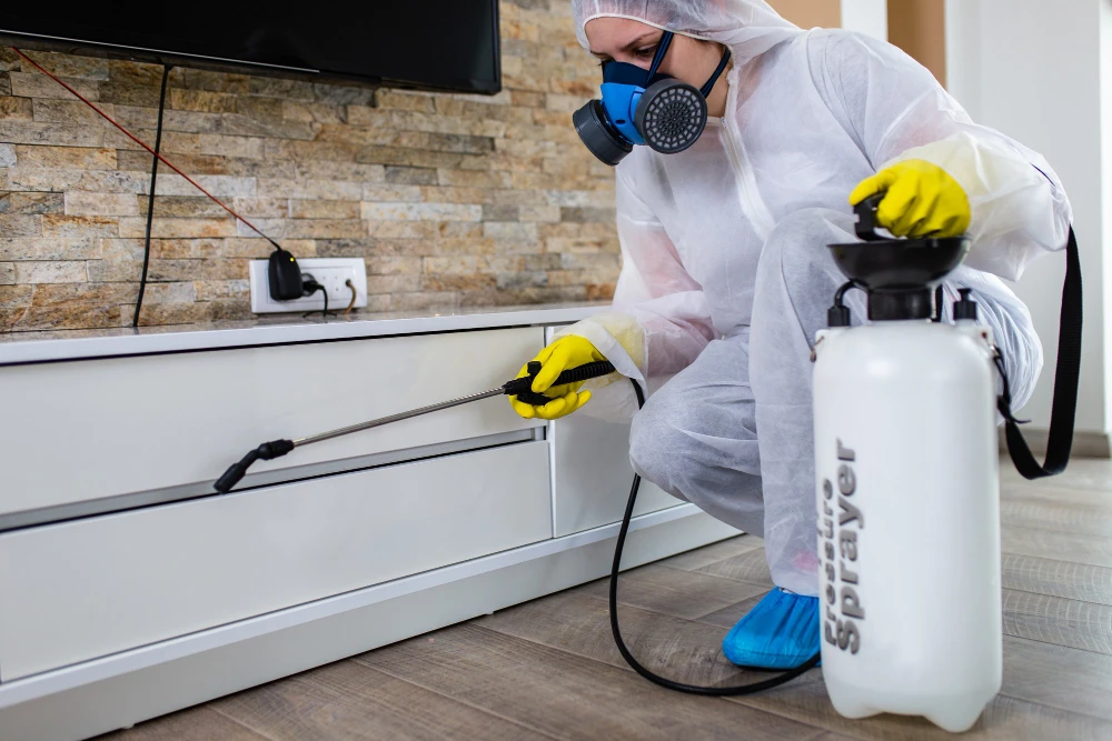 Serviço de descupinização